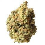 AK 020 Amsterdam Genetic Seeds