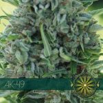 AK 49 vision seeds