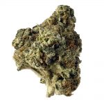 Ak choco kush Amsterdam Genetic Seeds