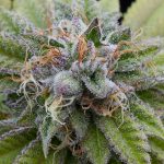 Bubba Kush dinafem