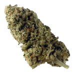 Green Magic Amsterdam Genetic Seeds