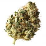 Koscher Choco Kush Amsterdam Genetic Seeds