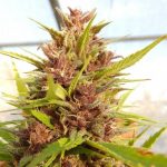 Malawi x PCK ace seeds