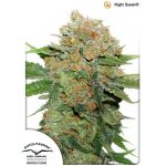 Night Queen Dutch Passion