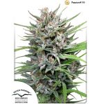 Passion1 Dutch Passion