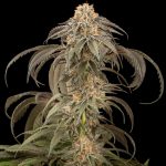 Purple Afghan Kush dinafem