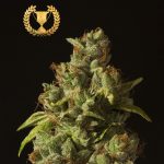 Rollex OG Kush The Devils Harvest Seeds