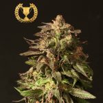 Shoreline Devils Harvest