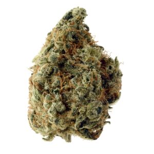 White Choco Amsterdam Genetic Seeds