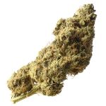 White Choco Haze Amsterdam Genetic Seeds