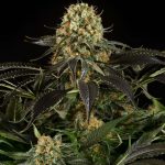 White Siberian dinafem