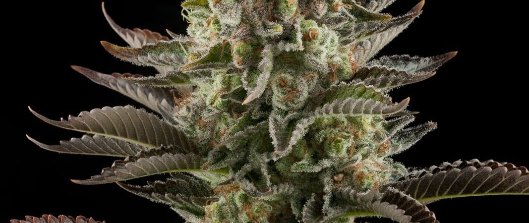 White Widow dinafem