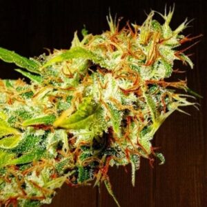 Zamaldelica ace seeds