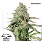 auto colorado cookies dutch passion