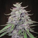 bangi haze ace seeds