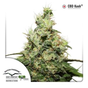 cbd Kush dutch passion