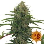 critical kush auto barneys farm