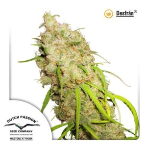 desfran dutch passion