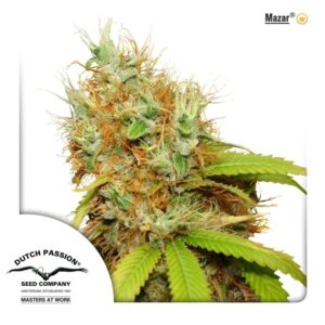 mazar dutch passion