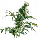 mexican sativa feminised sensi seeds