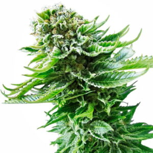 northern lights autoflowering sensi seeds