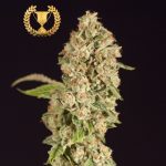 og reekn Diesel Devils Harvest Seeds