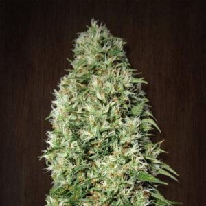 orient express ace seeds