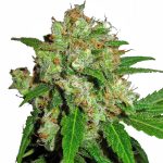 sensi skunk sensi seeds
