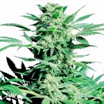 shiva skunk sensi seeds