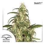 skunk 11 dutch passion
