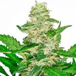 super skunk automatic sensi seeds