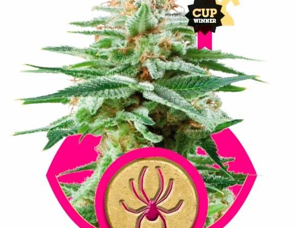 white widow 6