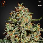 Big Bang green house seeds