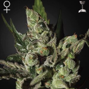 Exodus Cheese green house seeds