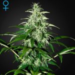 Kalashnikova Auto green house seeds