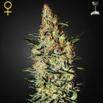 Nevilles Haze green house seeds