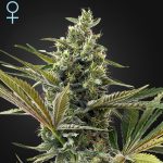 Super Lemon Haze Auto CBD green house seeds