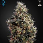 Sweet Mango Auto green house seeds