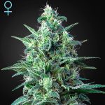 White Widow Auto CBD green house seeds