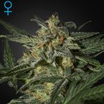 White Widow Auto green house seeds