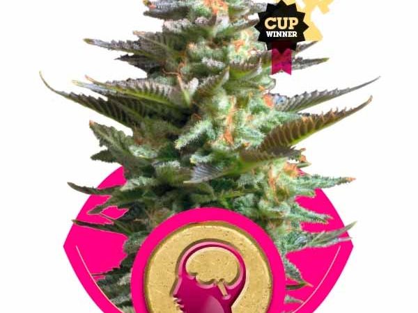 amnesia haze 4