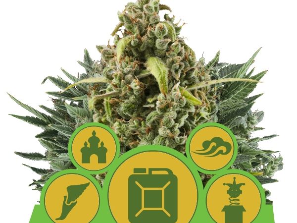 autoflowering outdoor mix