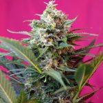 big devil xl auto sweet seeds