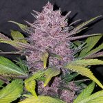 blackberry2 fastbuds
