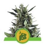 blue cheese automatic
