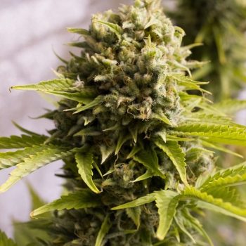 bubba cheese auto humboldt