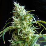 flash back 2 sweet seeds