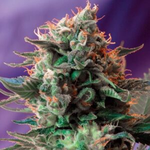 jack 47 sweet seeds