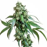 jack flash 5 sensi seeds