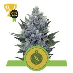 northern light automatic 1